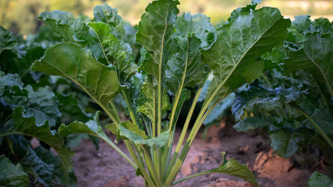 How to Plant, Grow, and Harvest Beet Greens