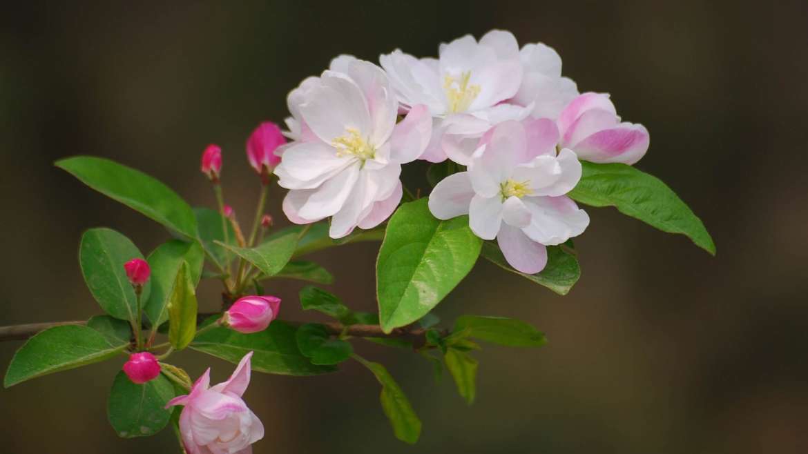 Growing Begonias: How to Plant, Grow, and Care for Begonias