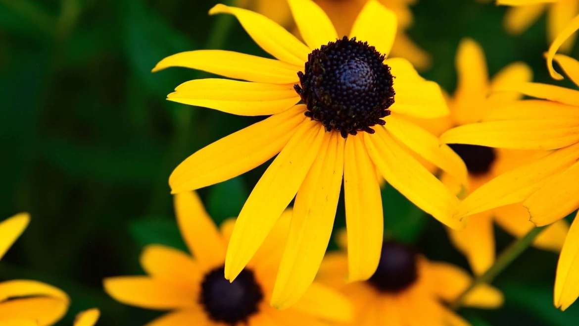 How to Plant, Grow, and Care for Black-Eyed Susan