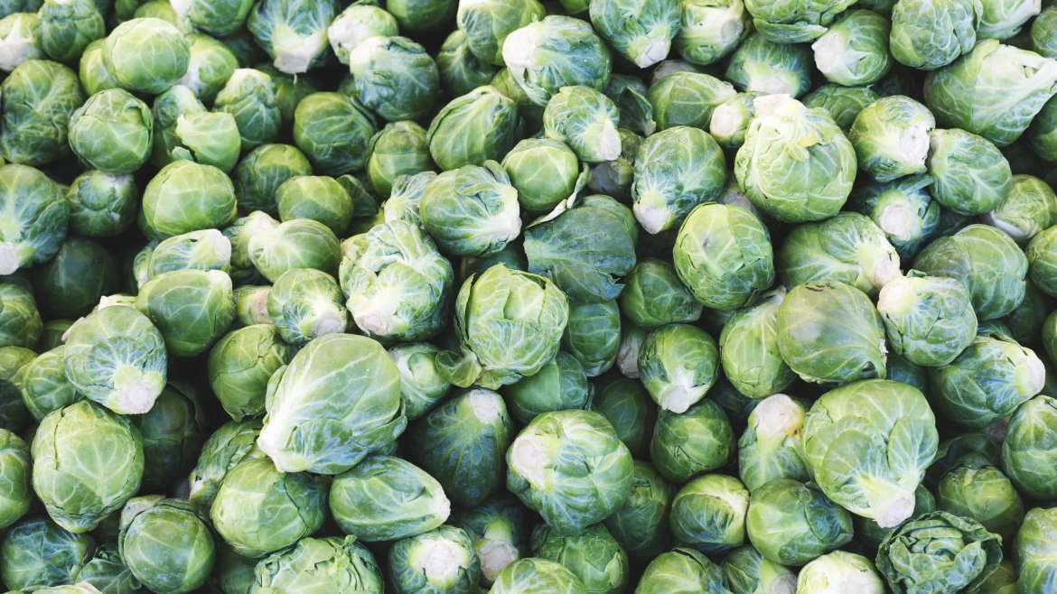 How to Plant, Grow, and Harvest Brussels Sprouts