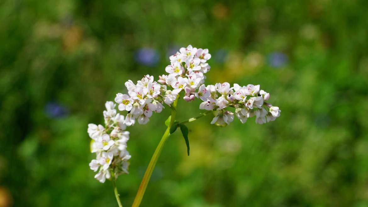 Growing Buckwheat: How to Plant, Grow, and Harvest Buckwheat