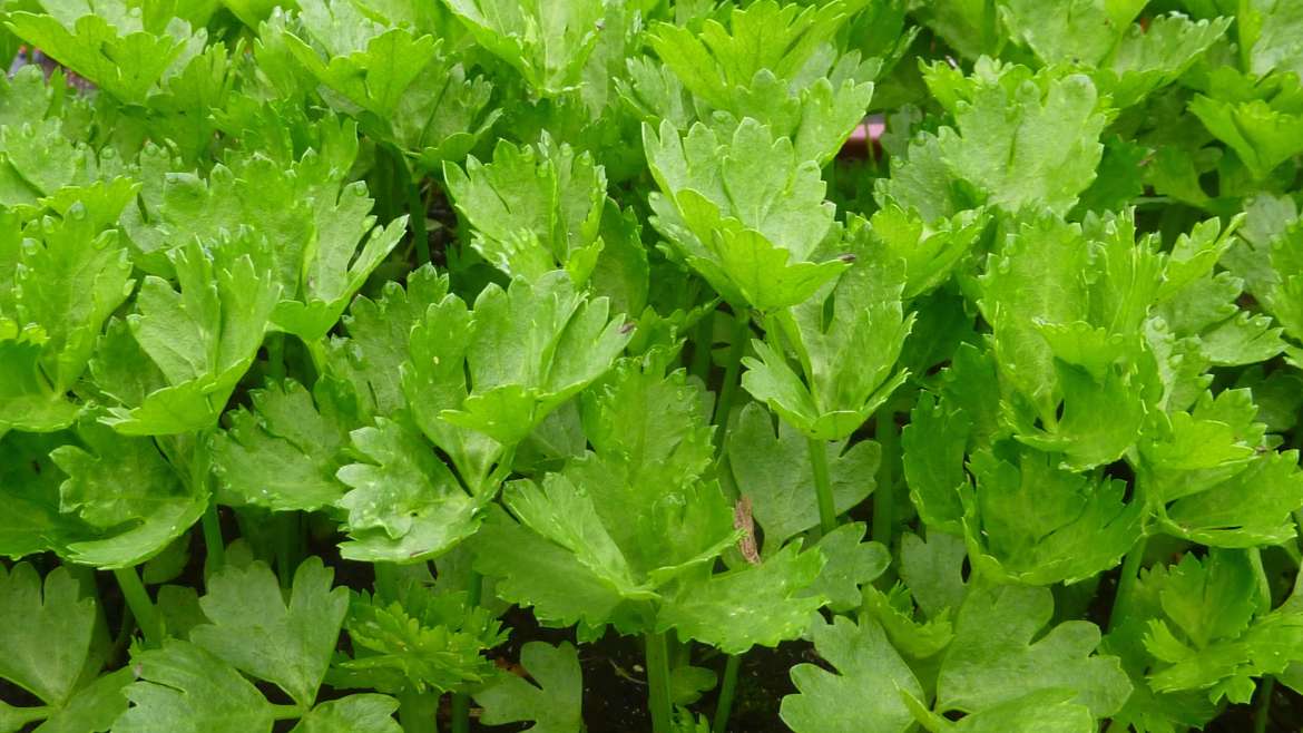 The Ultimate Guide to Growing Celery at Home