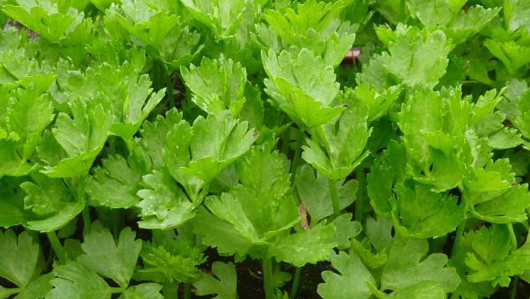 The Ultimate Guide to Growing Celery at Home