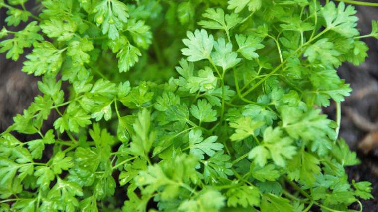 Growing Chervil: How to Plant, Grow, and Harvest Chervil