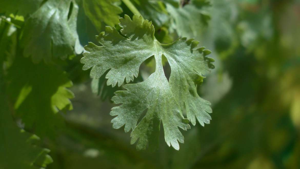 Growing Cilantro: How to Plant and Grow Cilantro