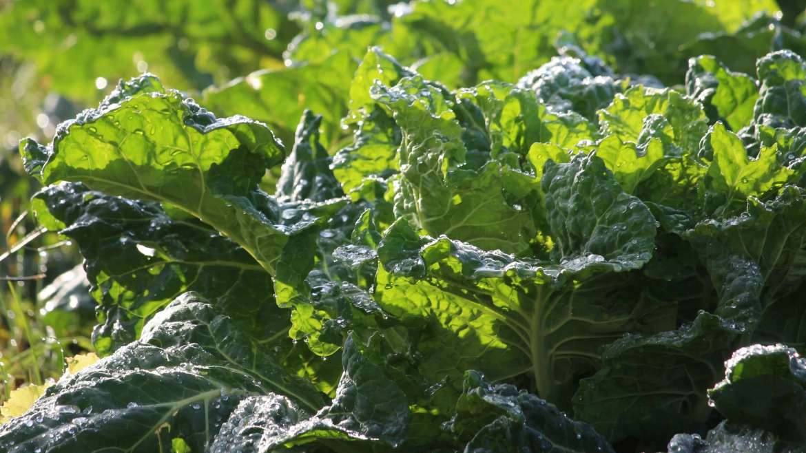 How to Plant, Grow, and Harvest Collard Greens