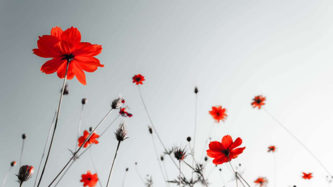 Growing Cosmos: How to Plant, Grow, and Care for Cosmos