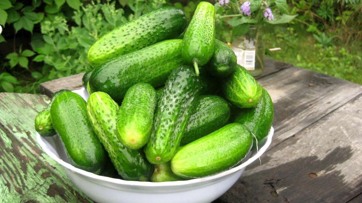 Growing Cucumber 101: From Seed to Harvest
