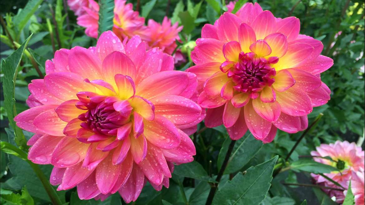 Growing Dahlias: How to Plant and Grow Dahlia Flowers
