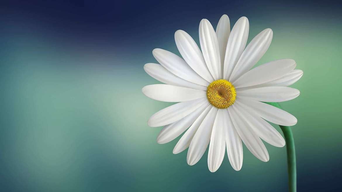 Growing Daisies: How to Plant, Grow, and Care for Daisies