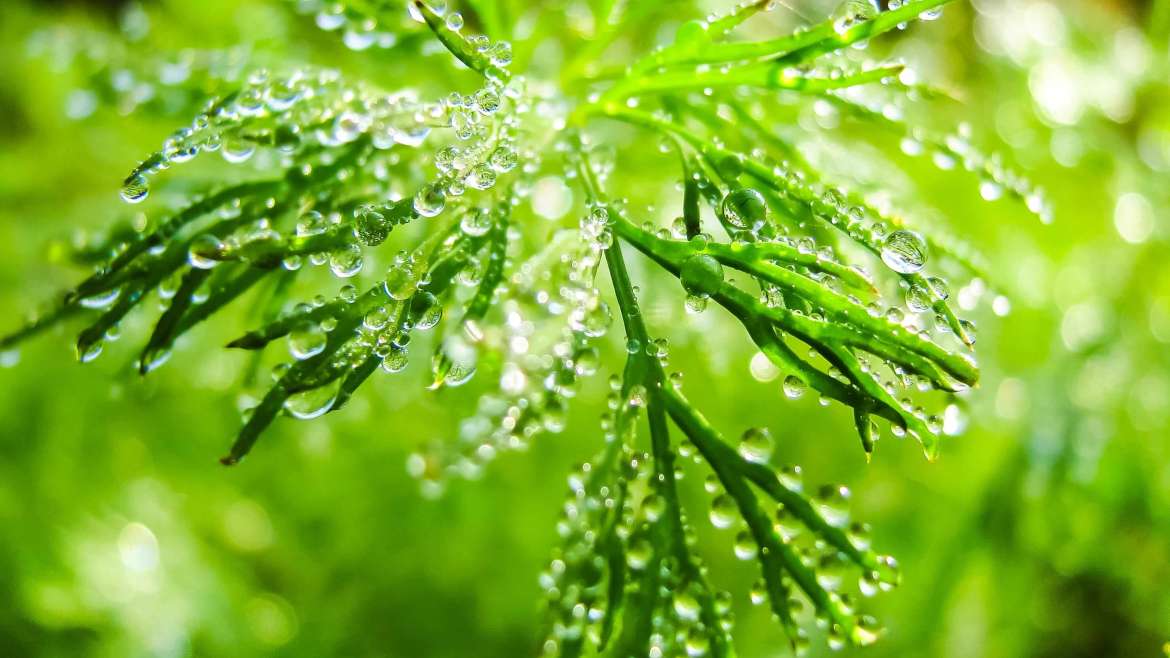 The Ultimate Guide to Growing Dill: From Seed to Harvest