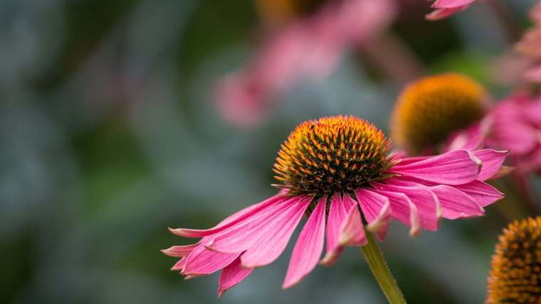 Growing Echinacea: How to Plant, Grow, and Harvest Coneflowers