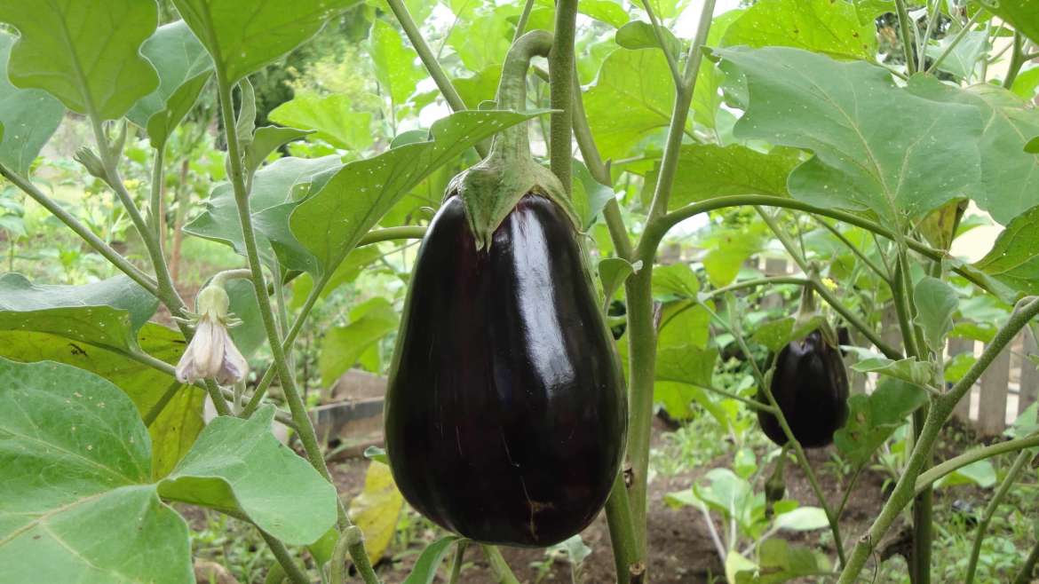 Growing Eggplants: Tips for a Bountiful Harvest