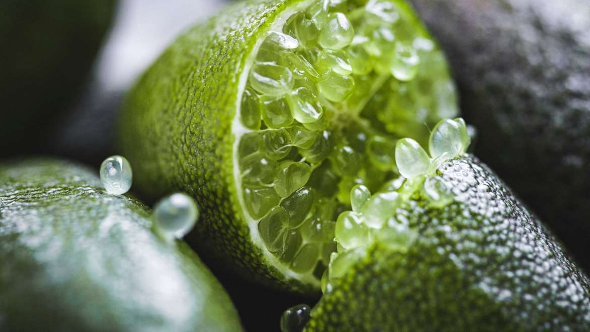 How to Plant, Grow, and Care for Finger Limes