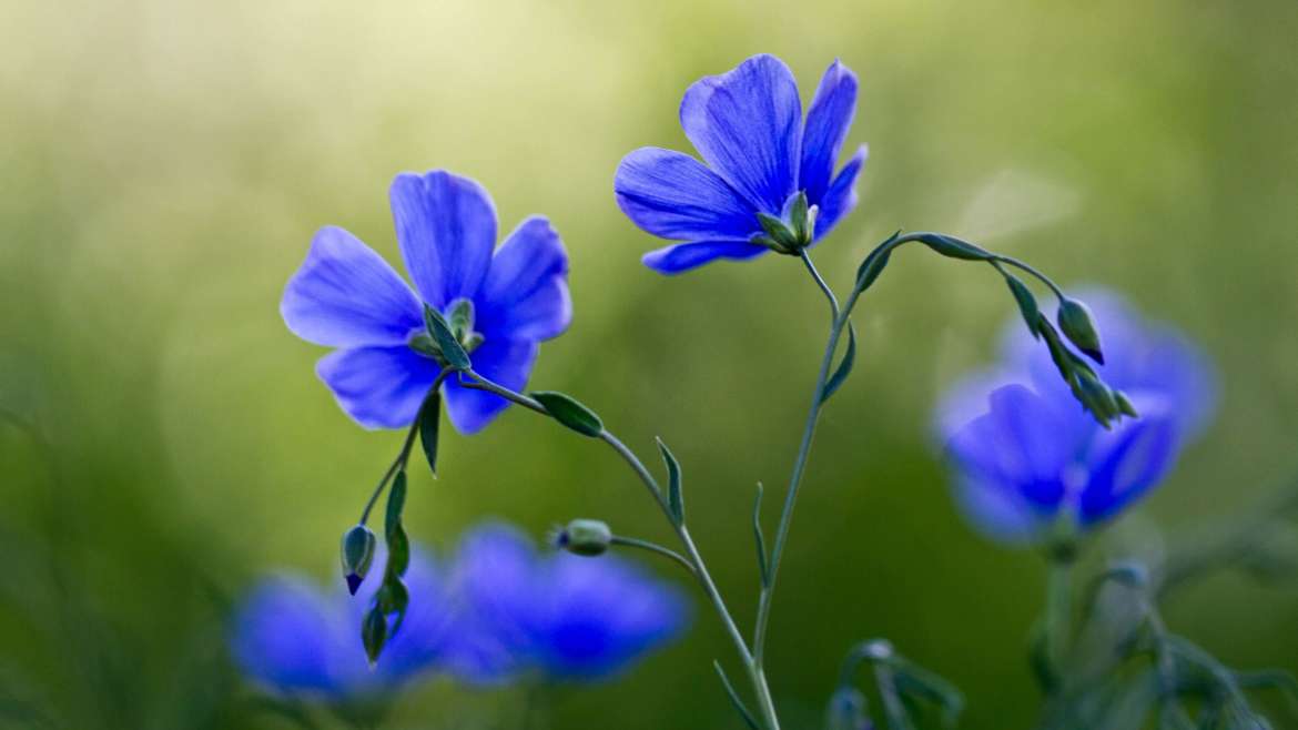 Growing Flax: How to Plant, Grow, and Harvest Flax