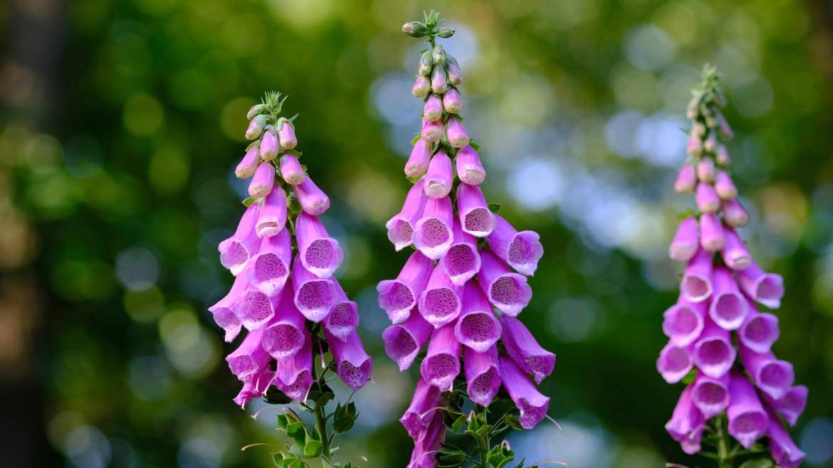 Growing Foxgloves: How to Plant, Grow, and Care for Foxgloves
