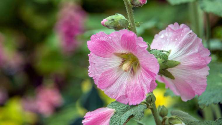 Growing Hollyhocks: How to Plant and Grow Hollyhock Flowers