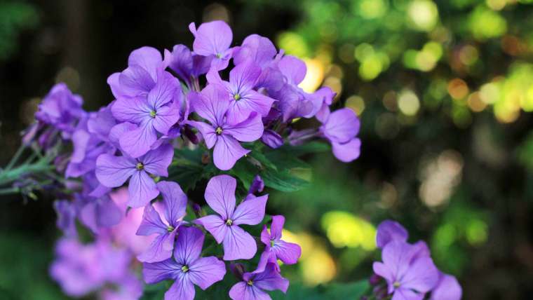 Growing Honesty: How to Plant, Grow, and Care for Honesty