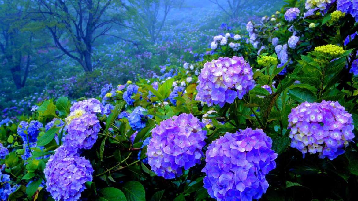 How to Plant, Grow, and Care for Hydrangeas