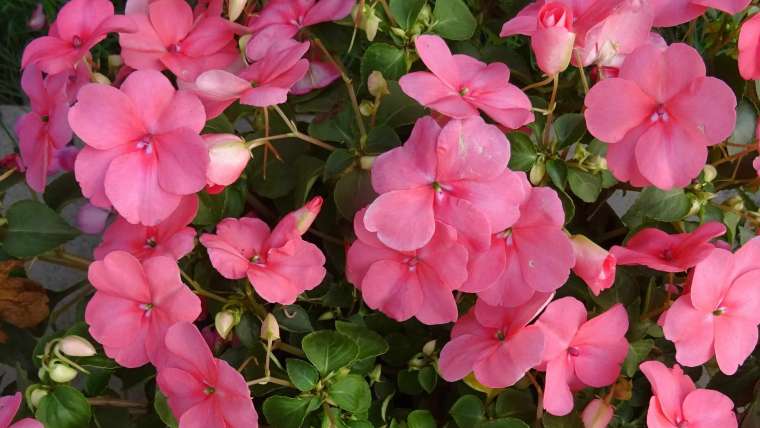 Growing Impatiens: How to Plant, Grow, and Care for Impatiens