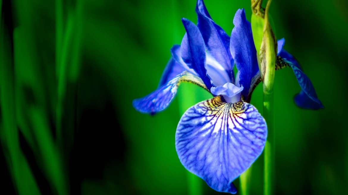 Growing Iris: How to Plant and Grow Iris Flowers