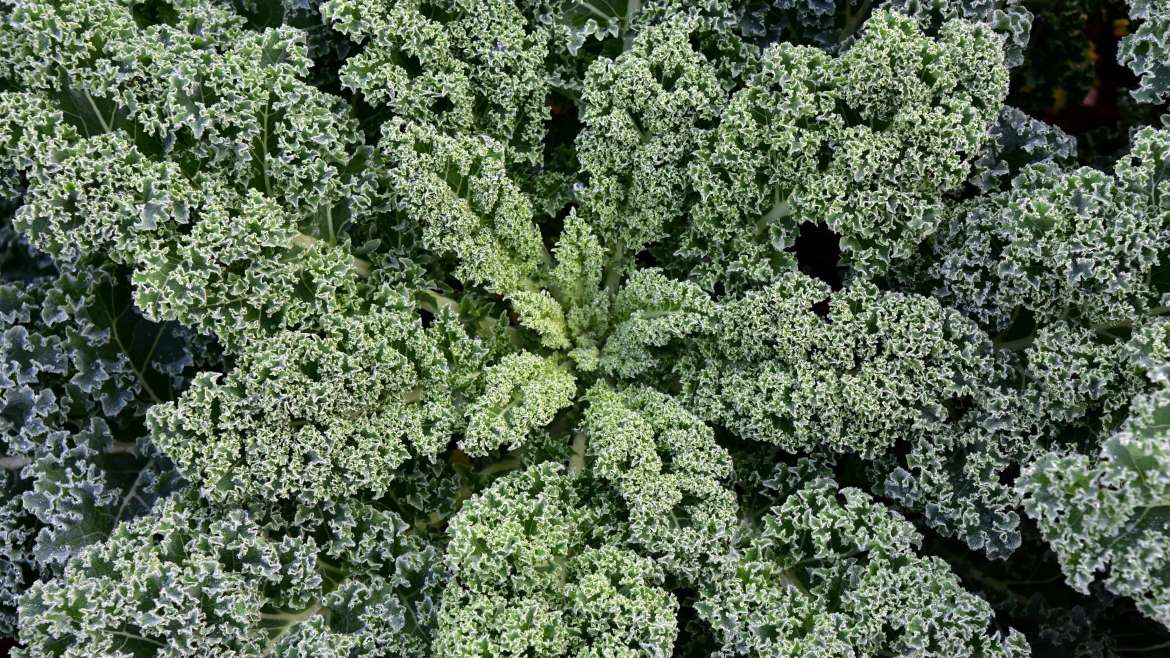The Ultimate Guide to Growing Kale