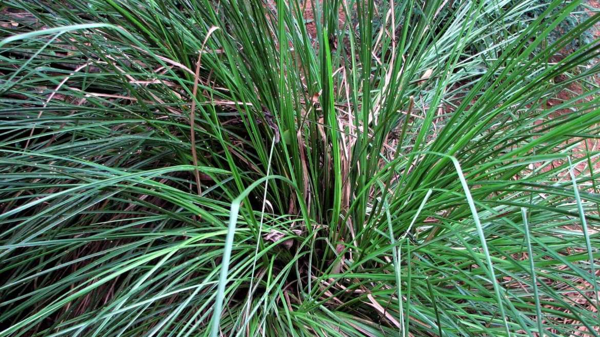 How to Plant, Grow, and Harvest Lemongrass