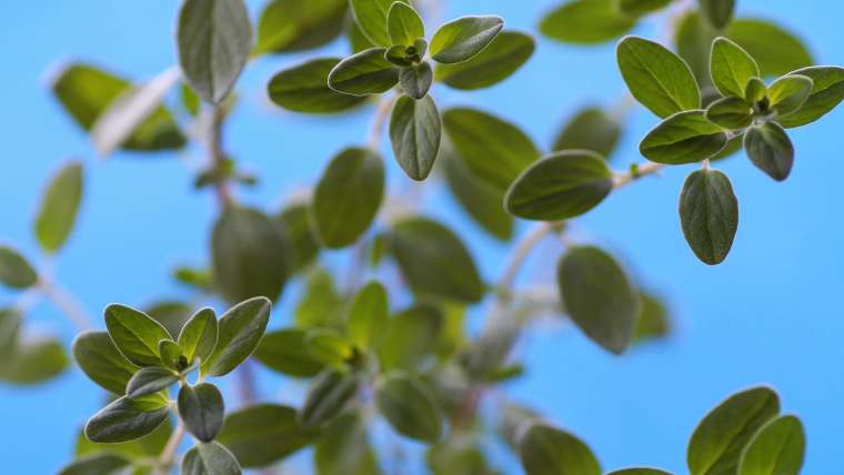 Growing Marjoram: How to Plant, Grow, and Harvest Marjoram