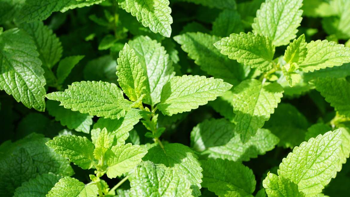 Growing Mint: How to Plant and Grow Mint