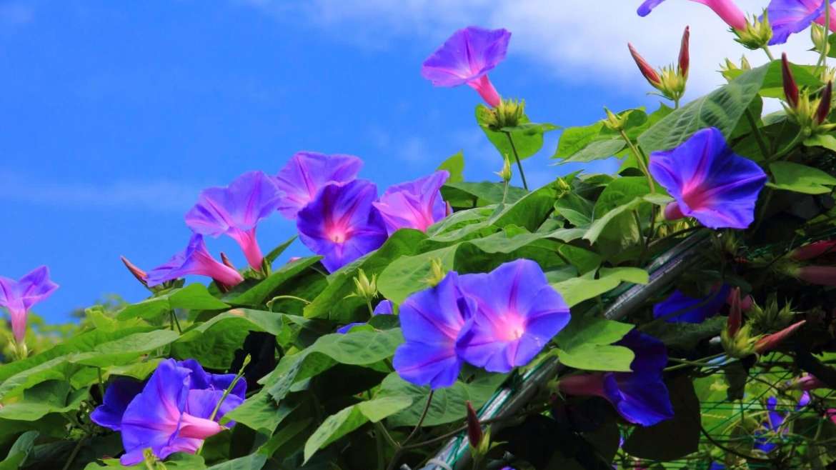 How to Plant, Grow, and Care for Morning Glories