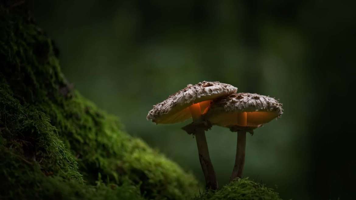 Growing Mushrooms: How to Plant, Grow, and Harvest Mushrooms