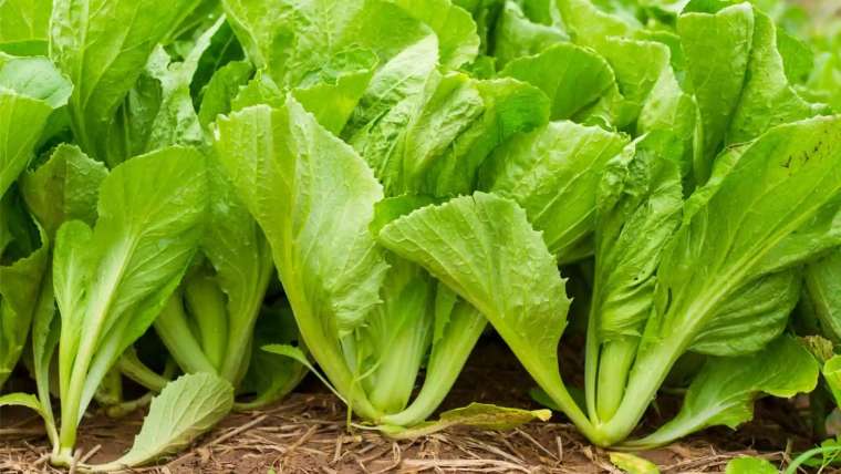 How to Plant, Grow, and Harvest Mustard Greens
