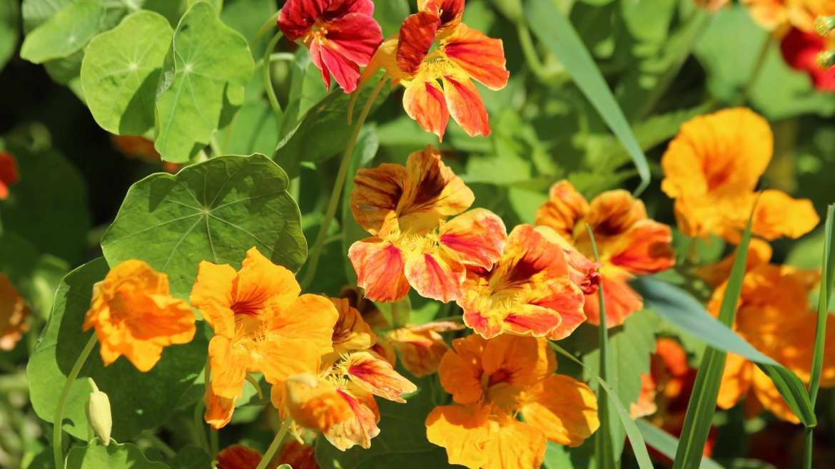 How to Plant, Grow, and Care for Nasturtiums