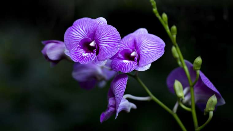 Growing Orchids: How to Plant, Grow, and Care for Orchids