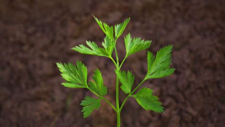 Best Soil and Conditions for Growing Parsley
