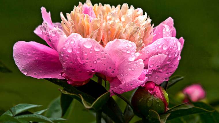 Growing Peonies: How to Plant and Grow Peony Flowers