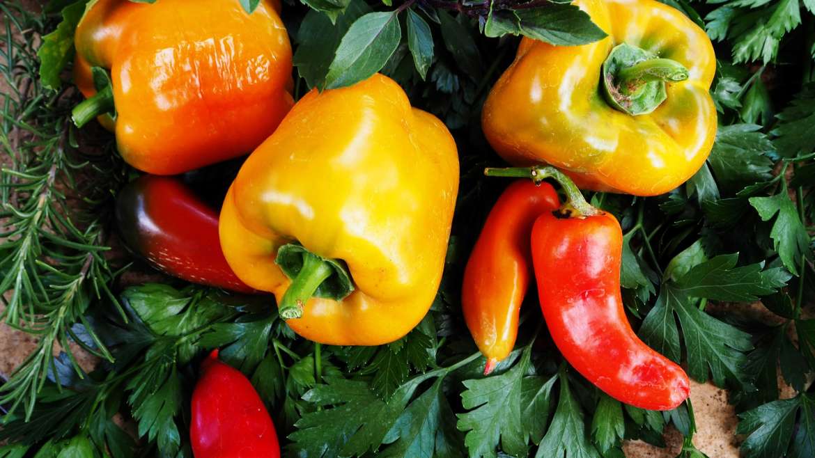Growing Peppers: How to Plant and Grow Peppers
