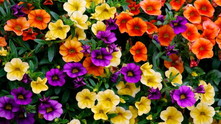 Growing Petunias: How to Plant, Grow, and Care for Petunias