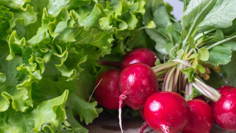 How to Plant, Grow, and Harvest Radish Greens