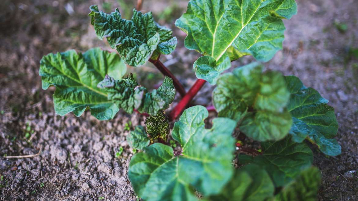 Growing Rhubarb: How to Plant, Grow, and Harvest Rhubarb