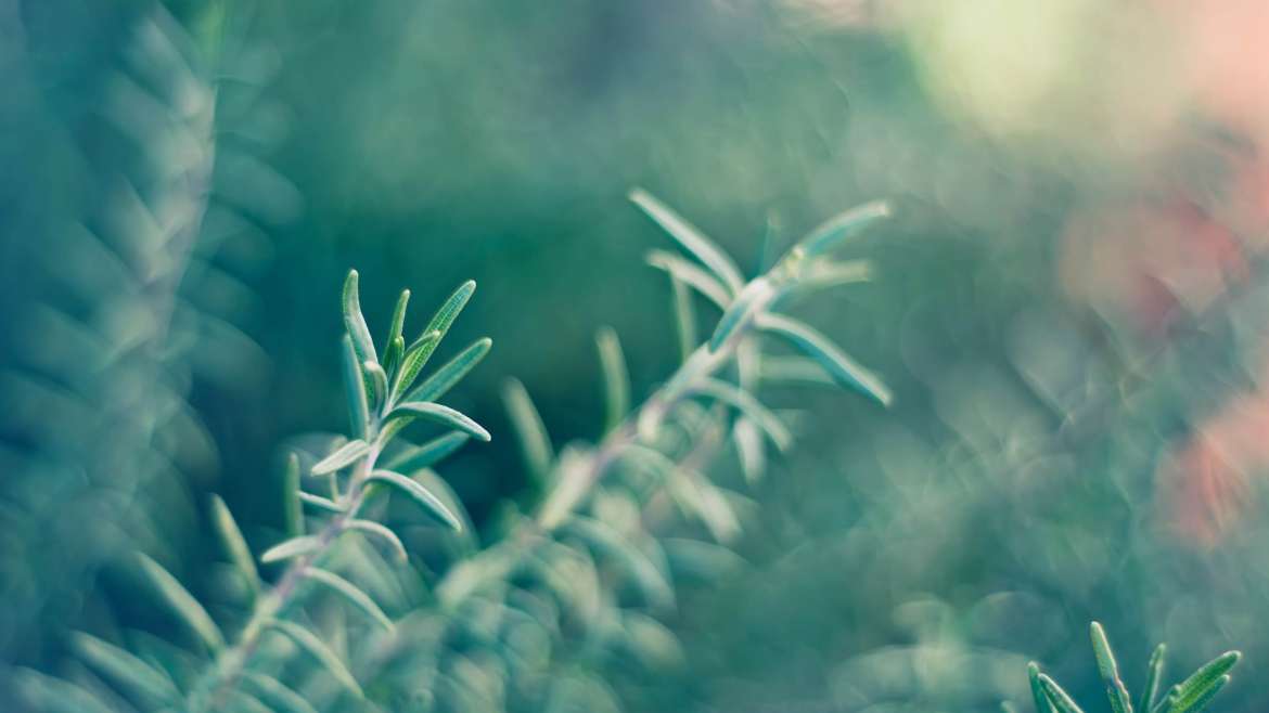 From Seed to Table: Beginner’s Guide to Growing Rosemary
