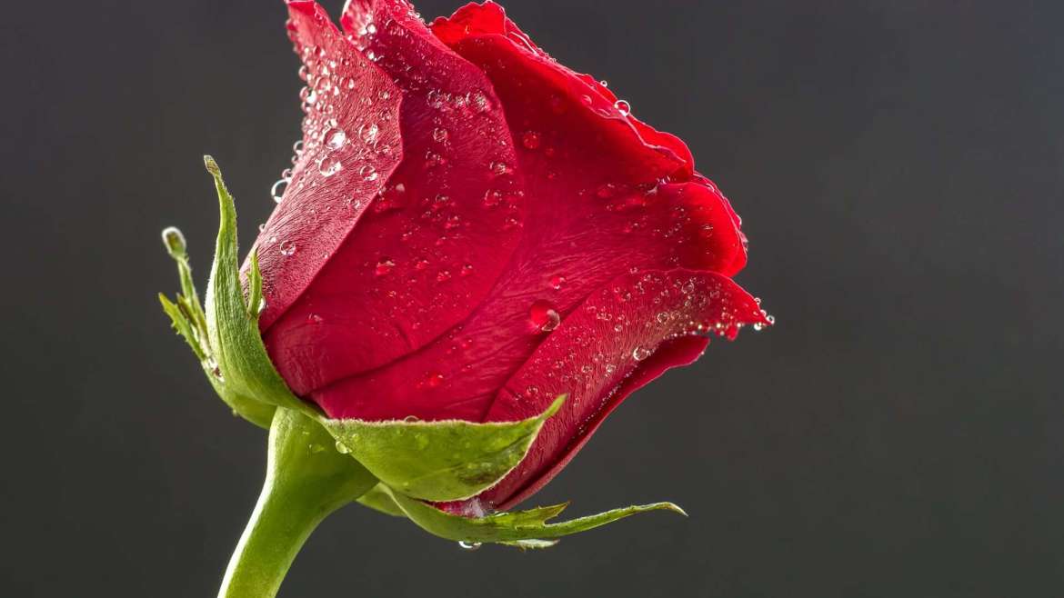 Growing Roses: How to Plant, Grow, and Care for Roses