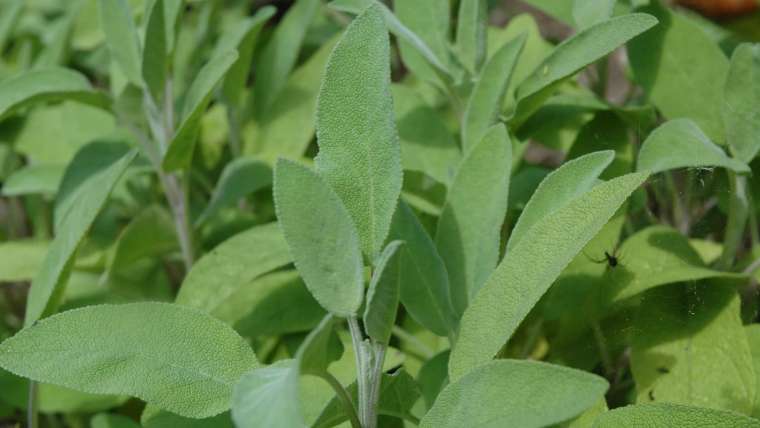 Growing Sage: How to Plant, Grow, and Harvest Sage