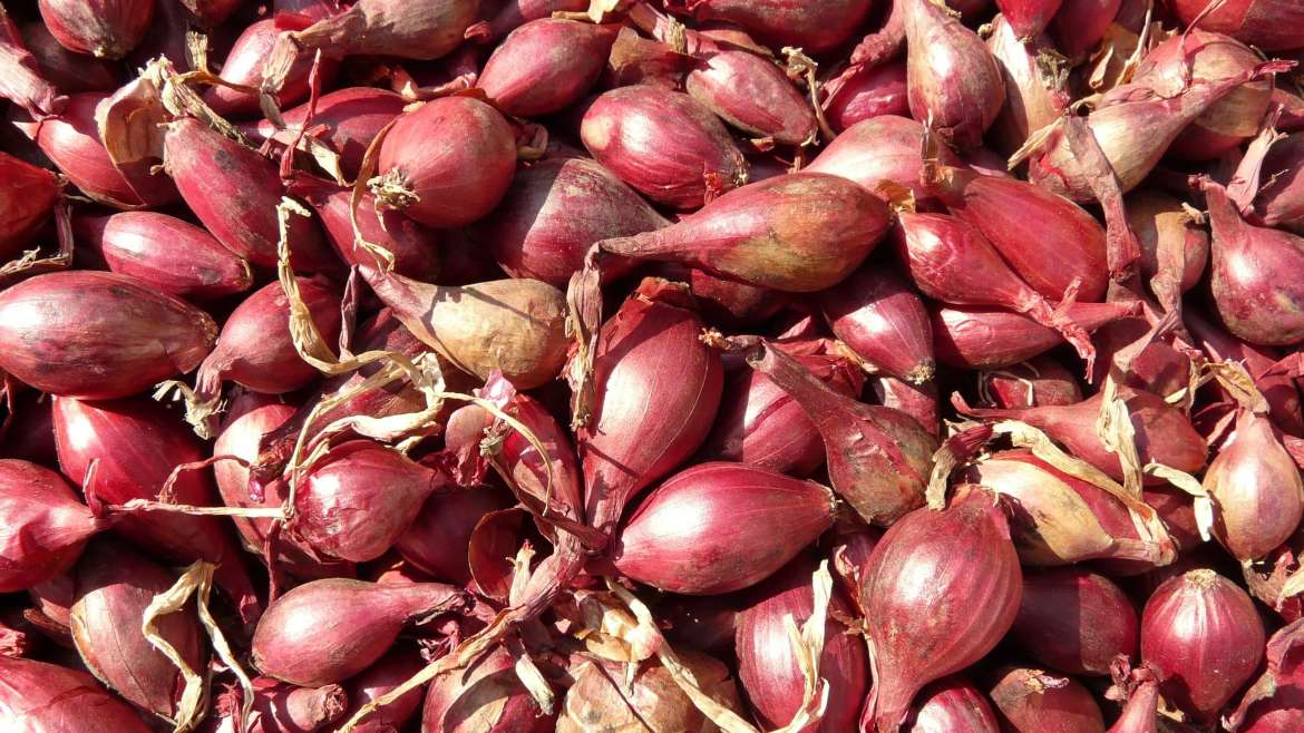 Growing Shallots: How to Plant, Grow, and Harvest Shallots