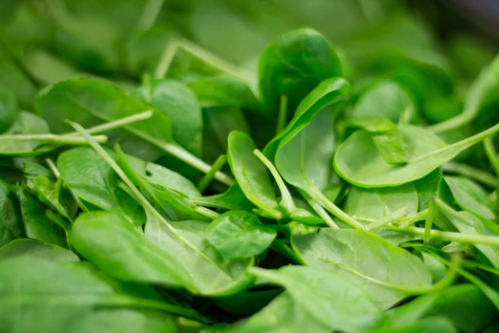 How to grow Spinach