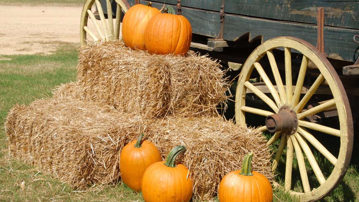 The Ultimate Guide to Growing Squash