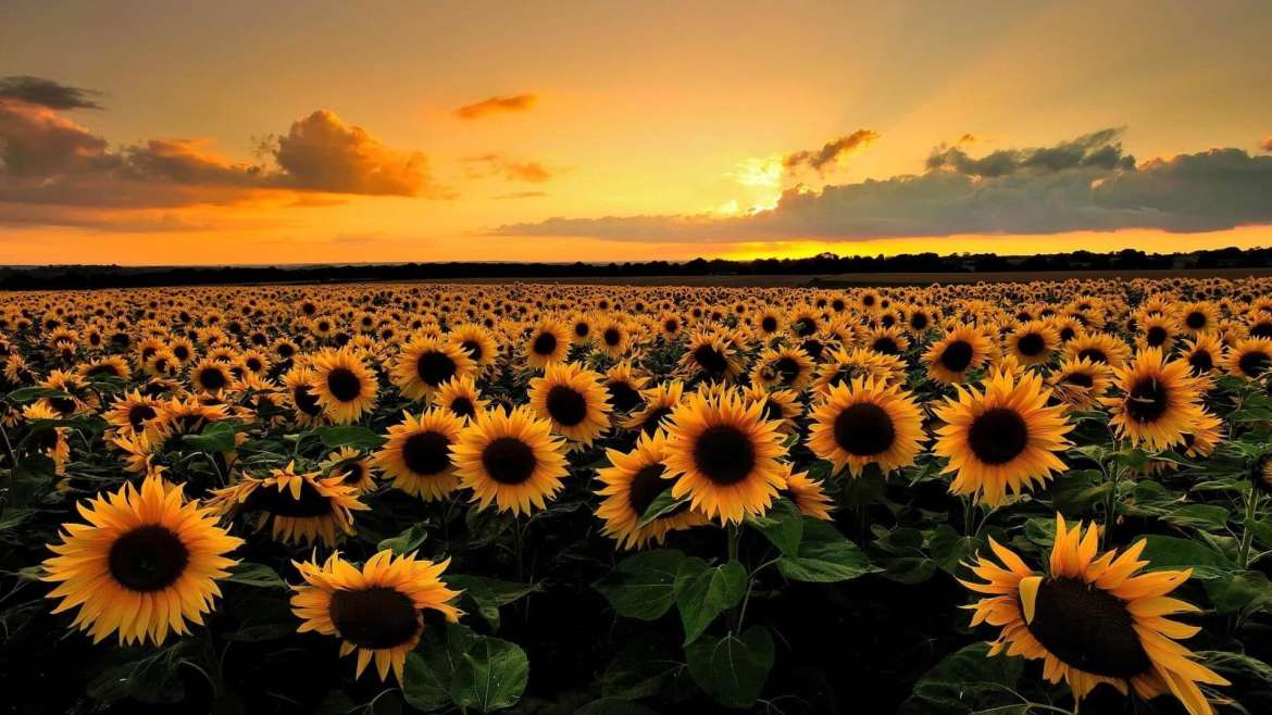 Growing Sunflowers: How to Plant, Grow, and Care for Sunflowers