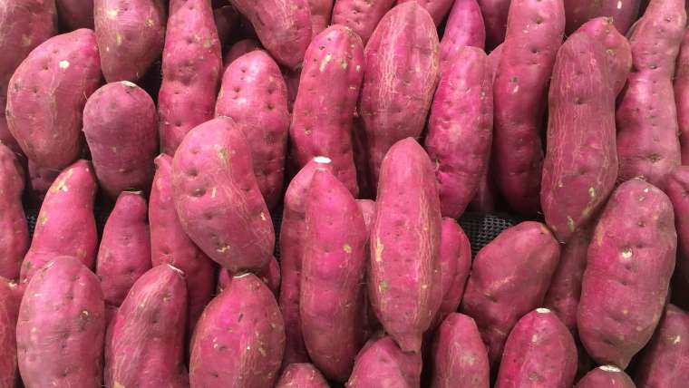 How to Plant, Grow, and Harvest Sweet Potatoes