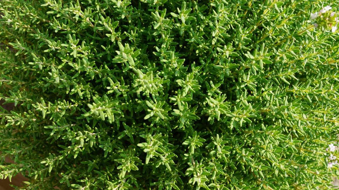 Growing Thyme: How to Plant and Grow Thyme