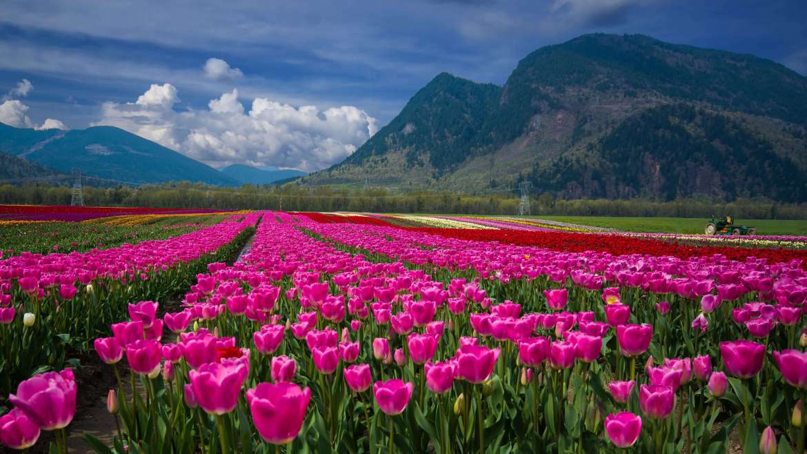 Growing Tulips: How to Plant, Grow, and Care for Tulips